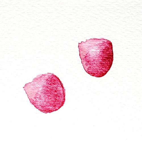 There is an image of two watercolor tulip bulbs with some highlights and shadows added to them. This is the second step in the watercolor tulips tutorial.