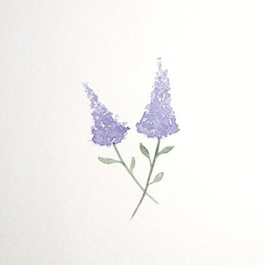 How to Paint Lilac in Watercolor
