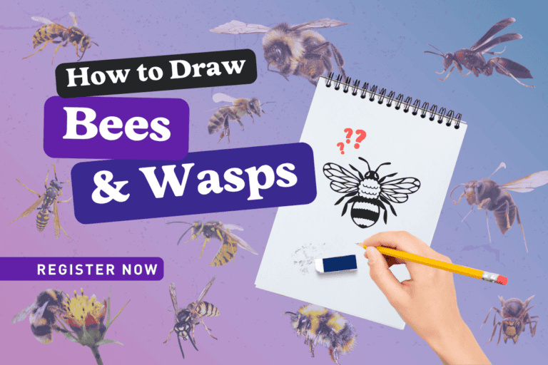 How to Draw Bees and Wasps with Rob Kelsey